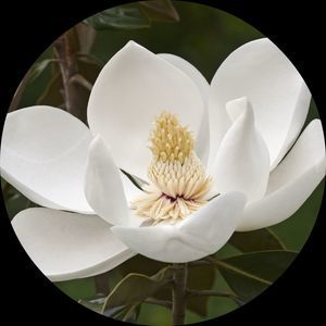 Meet your Posher, Carina